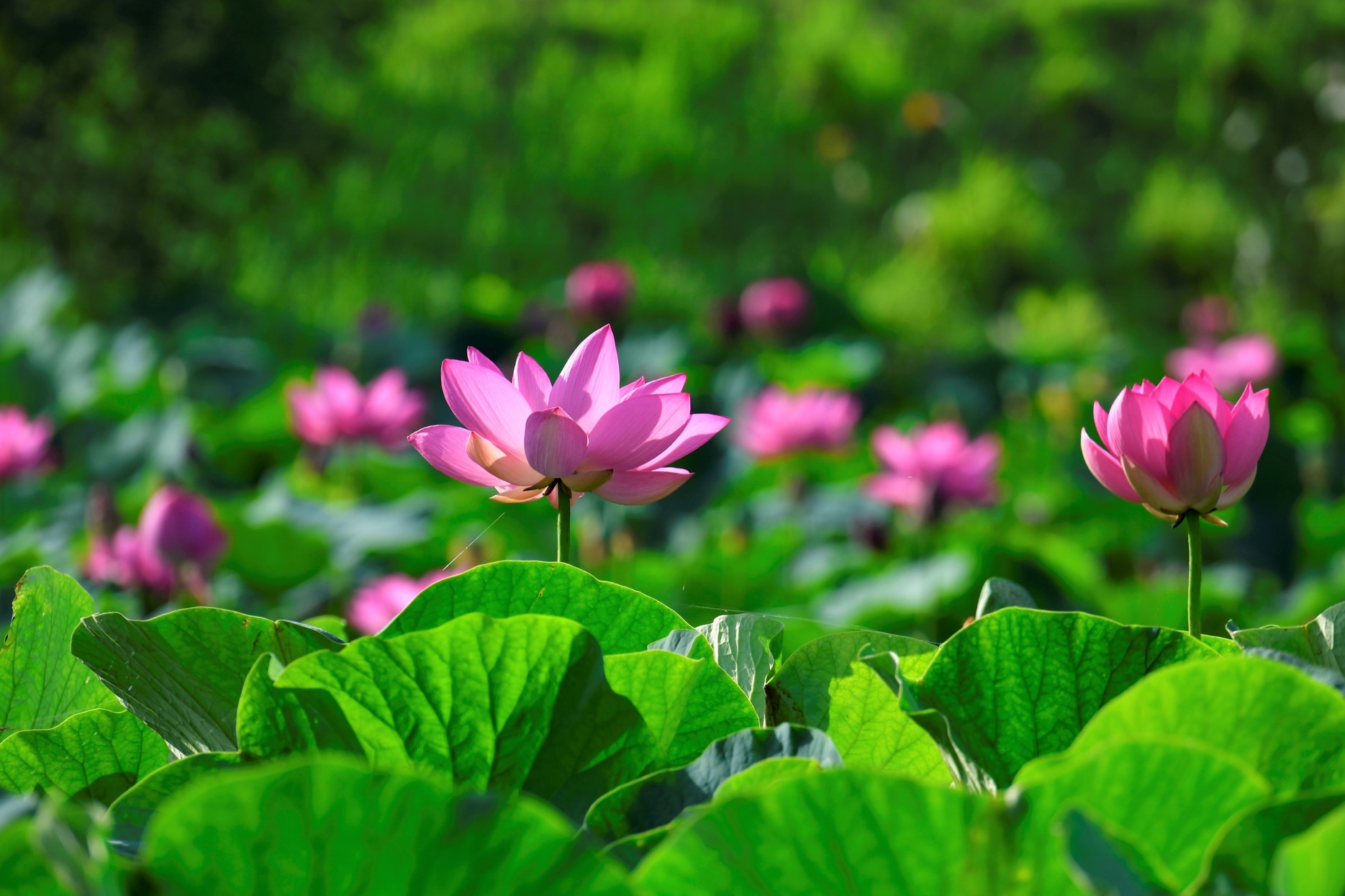 Cùng Tử Nhận Lại Cha