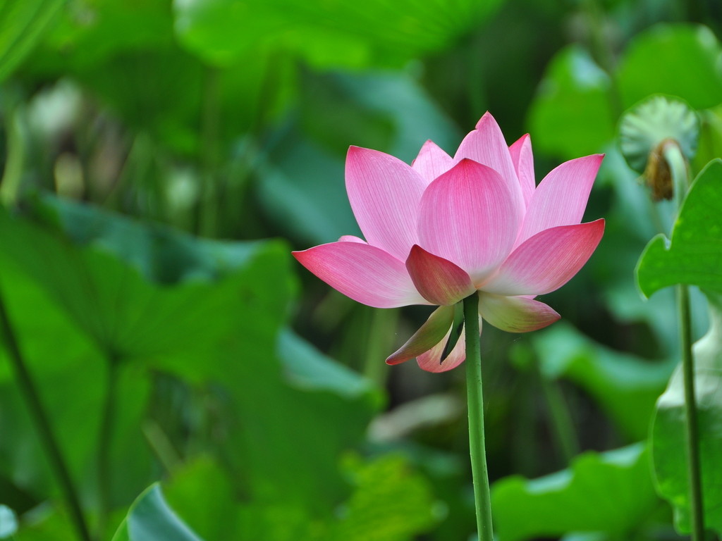 Trở lại nguồn tâm